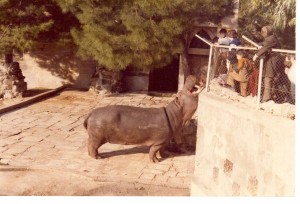 Lo zoo di San Cosimo ai tempi d'oro: il celeberrimo ippopotamo Pippo