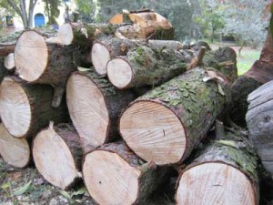 taglio legna