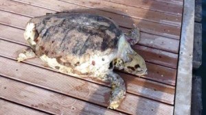 La tartaruga rinvenuta davanti al porto di Campomarino