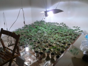 foto piantagione marijuana (1)