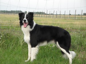 Aldo, il border collie smarrito