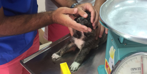 on. ciracì salvataggio cani cure veterinario 1