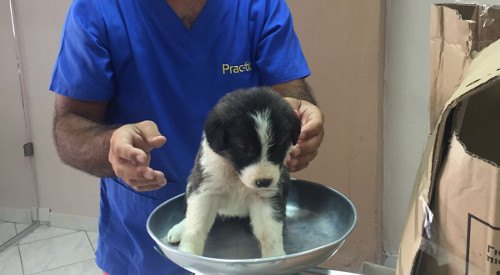 on. ciracì salvataggio cani cure veterinario 4