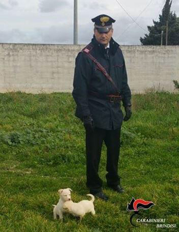 carabinieri cuccioli cani